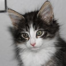 Norsk Skovkat DK Makawee's Tutti-Fruitti