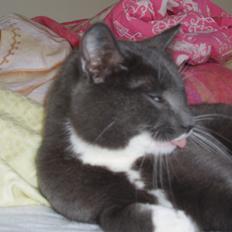 Blanding af racer Anton