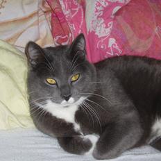 Blanding af racer Anton