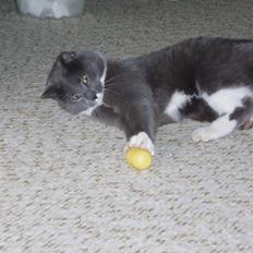 Blanding af racer Anton