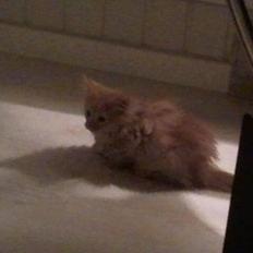 Blanding af racer kitkat aka dullemis