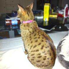 Ocicat Camena