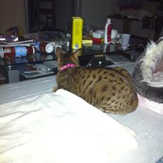 Ocicat Camena