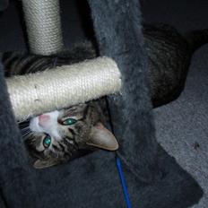 Blanding af racer Loke