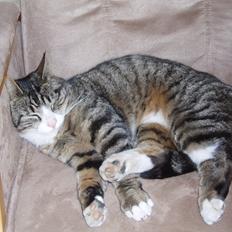 Blanding af racer Loke