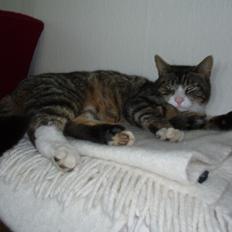 Blanding af racer Loke