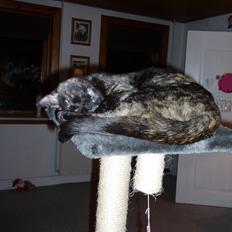 Blanding af racer Mille