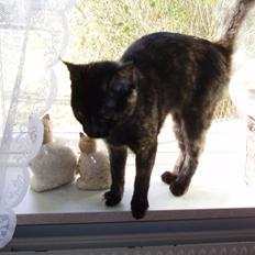 Blanding af racer Mille