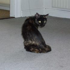 Blanding af racer Mille