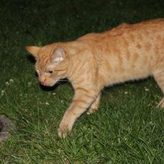 Huskat Tarzan *Efterlyst*