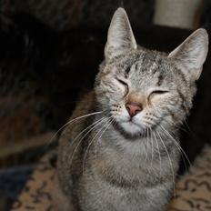 Blanding af racer Zicke