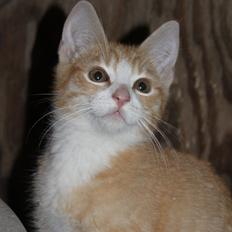 Blanding af racer Garfield