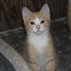 Blanding af racer Garfield