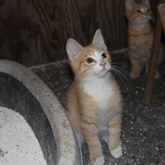 Blanding af racer Garfield