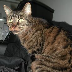 Blanding af racer Fister (hunkat)