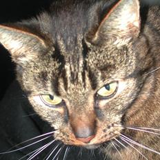 Blanding af racer Fister (hunkat)