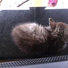 Blanding af racer Lucky