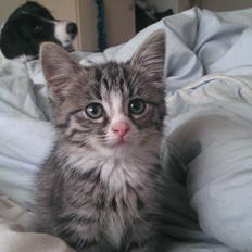 Blanding af racer Lucky