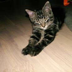 Blanding af racer Mira Solgt