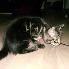 Blanding af racer Mira Solgt