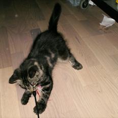 Blanding af racer Mira Solgt