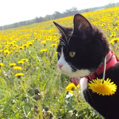 Huskat Pussi [FORSVUNDET]