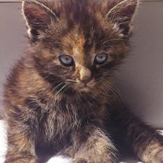 Blanding af racer Mika