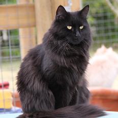 Maine Coon Maggie *Flyttet*