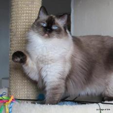 Ragdoll DK Big Bang Rainbow Ippa