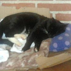 Huskat Speedy (Spring mesteren)