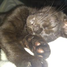 Blanding af racer Mowgli