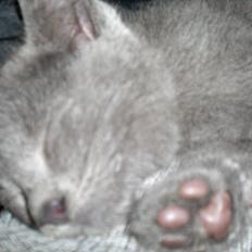 Blanding af racer Kovu