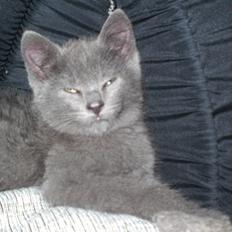 Blanding af racer Kovu