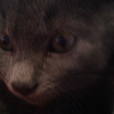 Blanding af racer Kovu