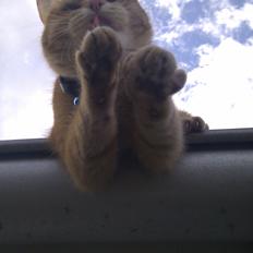 Blanding af racer Zarabi