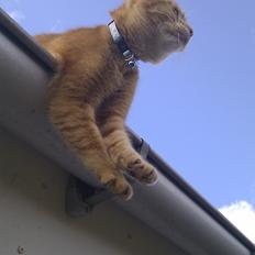 Blanding af racer Zarabi