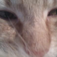 Blanding af racer Zarabi