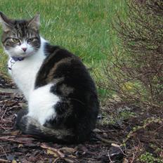 Blanding af racer Mila