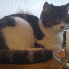 Blanding af racer Mila