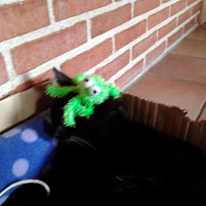 Huskat Speedy (Spring mesteren)