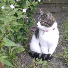 Blanding af racer Mila