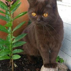 British Shorthair DK Candy's Cola (Baloo)