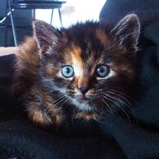 Blanding af racer Mika