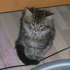 Maine Coon Daisy