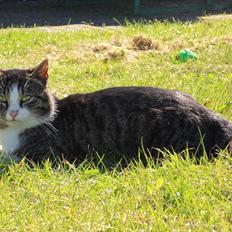 Blanding af racer Fister - Himmelkat