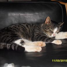 Blanding af racer Fister - Himmelkat