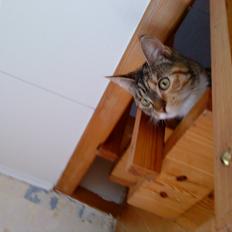 Blanding af racer kidd