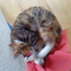 Blanding af racer kidd