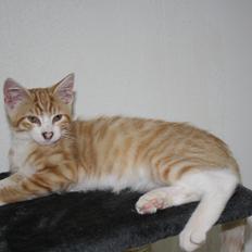 Blanding af racer busmand:-)