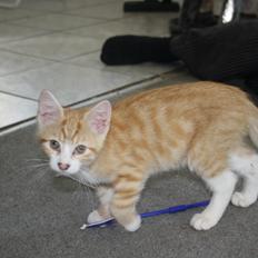 Blanding af racer busmand:-)